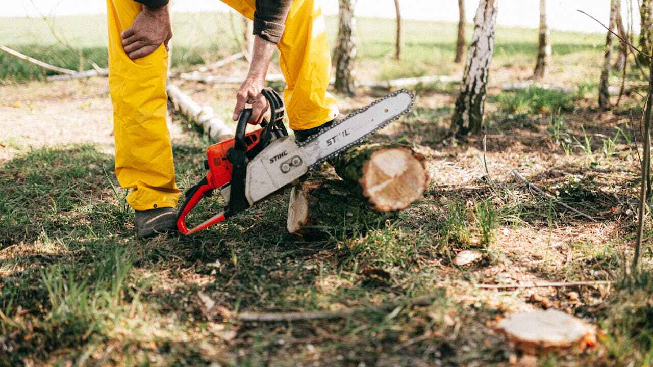 Residential Tree Removal